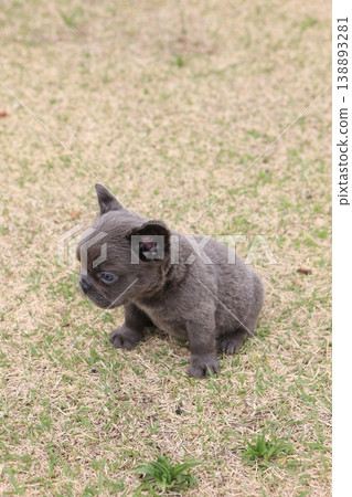 French bulldog French bulldog 138893281