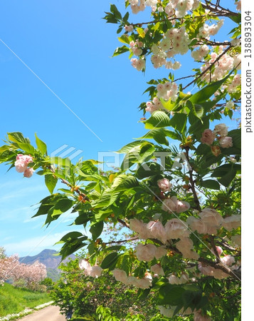 香川縣善通寺市五學之鄉市民聚集山公園的春天(24) 香川縣善通寺市五學之鄉市民聚集山公園的春天(24) 138893304