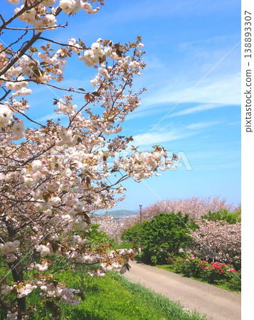 香川縣善通寺市五學之鄉市民聚集山公園的春天(27) 香川縣善通寺市五學之鄉市民聚集山公園的春天(27) 138893307