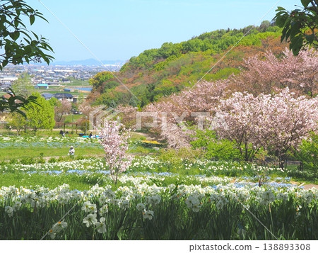 香川縣善通寺市五學之鄉市民聚集山公園的春天(28) 香川縣善通寺市五學之鄉市民聚集山公園的春天(28) 138893308