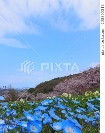 香川縣善通寺市五學之鄉市民聚集山公園的春天（16） 138893318