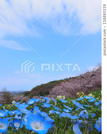 香川縣善通寺市五學之鄉市民聚集山公園的春天(15) 香川縣善通寺市五學之鄉市民聚集山公園的春天(15) 138893319