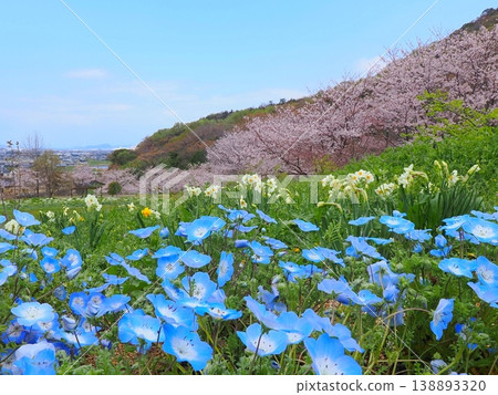 香川縣善通寺市五學之鄉市民聚集山公園的春天（14） 138893320