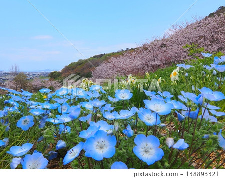 Springtime at Gogaku-no-Sato Citizens' Gathering Hill Park in Zentsuji City, Kagawa Prefecture (13) Springtime at Gogaku-no-Sato Citizens' Gathering Hill Park in Zentsuji City, Kagawa Prefecture (13) 138893321