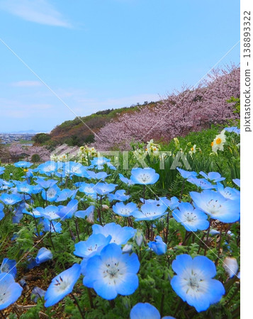香川縣善通寺市五學之鄉市民聚集山公園的春天 12 138893322