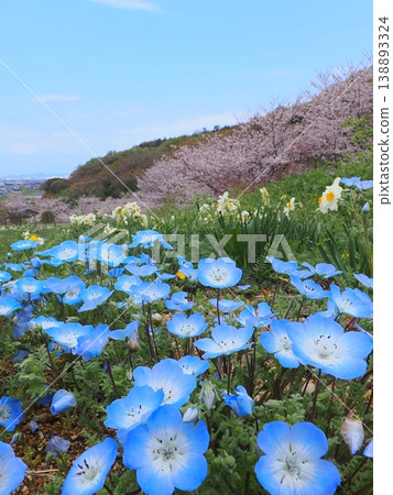 香川縣善通寺市五學之鄉市民聚集山公園的春天 10 香川縣善通寺市五學之鄉市民聚集山公園的春天 10 138893324