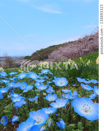 香川縣善通寺市五學之里市民聚會山公園的春天 香川縣善通寺市五學之里市民聚會山公園的春天 138893325