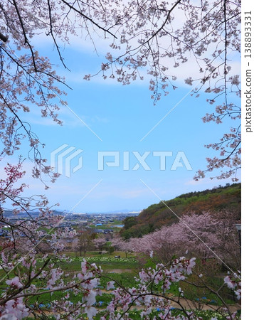 香川縣善通寺市五學之里市民聚會山公園的春天 香川縣善通寺市五學之里市民聚會山公園的春天 138893331