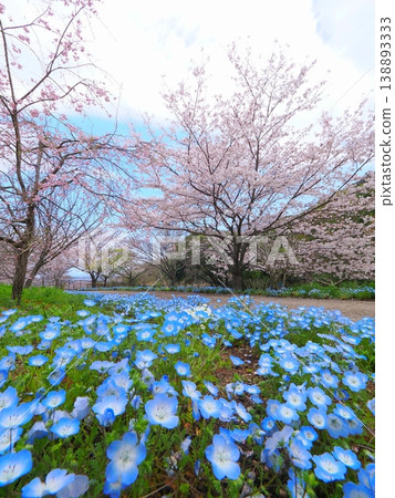 Springtime at Gogaku-no-Sato Citizens' Gathering Hill Park in Zentsuji City, Kagawa Prefecture 138893333