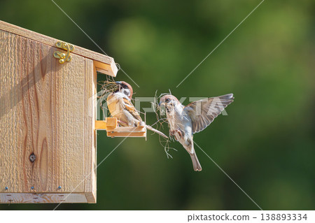 A pair of sparrows working together to carry nesting materials to a nest box. A pair of sparrows working together to carry nesting materials to a nest box. 138893334