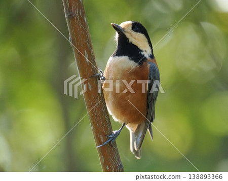 A Varied Tit perches on a vertically oriented branch. A Varied Tit perches on a vertically oriented branch. 138893366