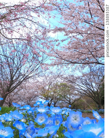 香川縣善通寺市五學之鄉市民聚集山公園的春天（40） 138893387