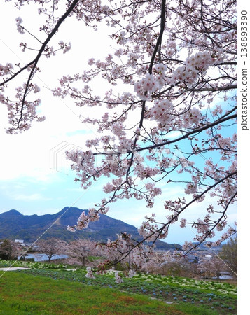 香川縣善通寺市五學之鄉市民聚集山公園的春天(37) 香川縣善通寺市五學之鄉市民聚集山公園的春天(37) 138893390