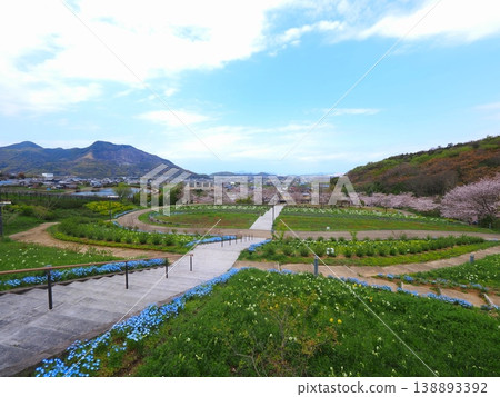 Springtime at Gogaku-no-Sato Citizens' Gathering Hill Park in Zentsuji City, Kagawa Prefecture (35) Springtime at Gogaku-no-Sato Citizens' Gathering Hill Park in Zentsuji City, Kagawa Prefecture (35) 138893392