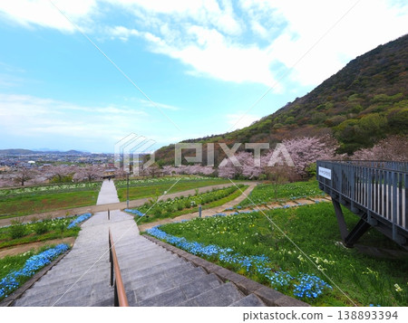 香川縣善通寺市五學之鄉市民聚集山公園的春天(33) 香川縣善通寺市五學之鄉市民聚集山公園的春天(33) 138893394