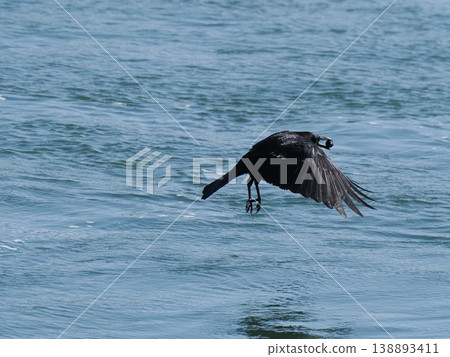 A carrion crow flies with a walnut in its beak. A carrion crow flies with a walnut in its beak. 138893411