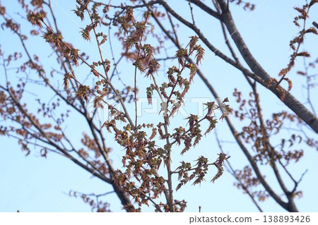 Zelkova flower buds - March 2026 138893426