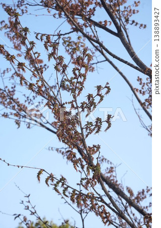 Zelkova flower buds - March 2026 138893427
