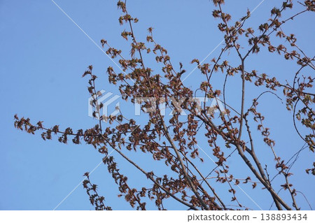 櫸樹花蕾 - 2026年3月 櫸樹花蕾 - 2026年3月 138893434