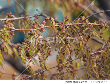 櫸樹花蕾 - 2026年3月 櫸樹花蕾 - 2026年3月 138893436