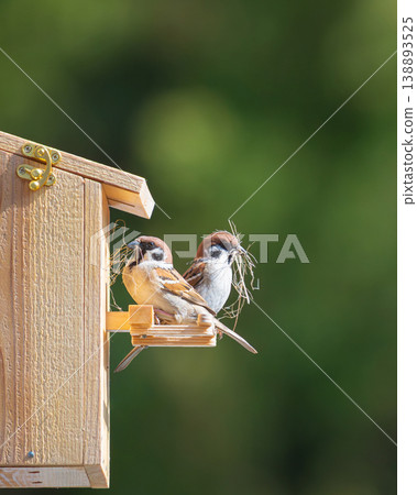 A pair of sparrows line up on the perch of the nest box, carrying nesting material. A pair of sparrows line up on the perch of the nest box, carrying nesting material. 138893525