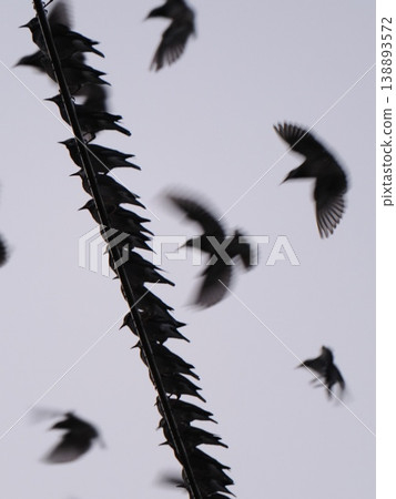 Starlings gathered on the power lines Starlings gathered on the power lines 138893572