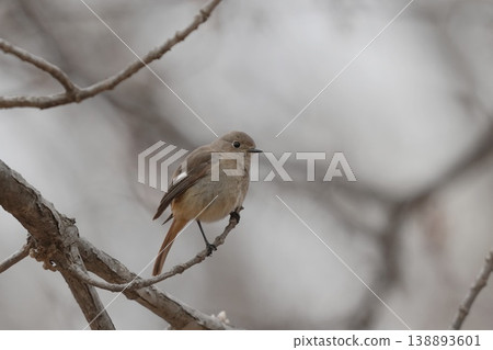 Daurian Redstart female perching on a branch Daurian Redstart female perching on a branch 138893601
