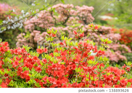 Colorful azalea flowers bloom at Nichirinji Temple Colorful azalea flowers bloom at Nichirinji Temple 138893626