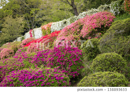 日林寺的杜鵑花盛開 日林寺的杜鵑花盛開 138893633