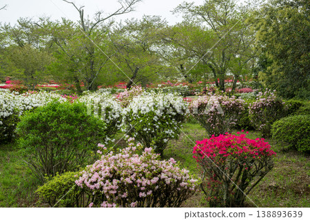 日林寺的杜鵑花盛開 日林寺的杜鵑花盛開 138893639