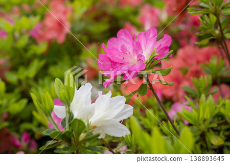 Colorful azalea flowers bloom at Nichirinji Temple Colorful azalea flowers bloom at Nichirinji Temple 138893645