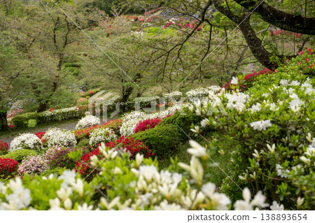 日林寺的杜鵑花盛開 日林寺的杜鵑花盛開 138893654