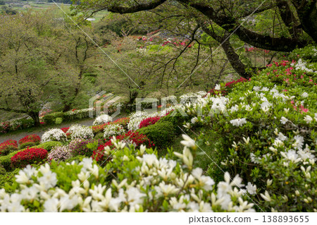 Colorful azalea flowers bloom at Nichirinji Temple Colorful azalea flowers bloom at Nichirinji Temple 138893655