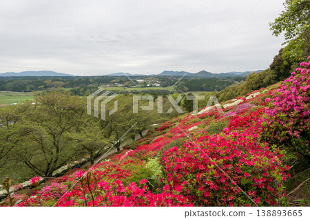 日林寺的杜鵑花盛開 日林寺的杜鵑花盛開 138893665