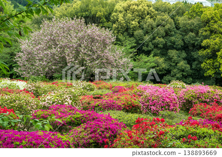 日林寺的杜鵑花盛開 日林寺的杜鵑花盛開 138893669