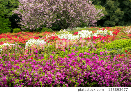 Colorful azalea flowers bloom at Nichirinji Temple Colorful azalea flowers bloom at Nichirinji Temple 138893677