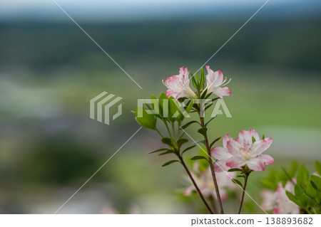 日林寺的杜鵑花盛開 日林寺的杜鵑花盛開 138893682
