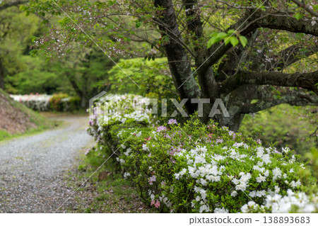 日林寺的杜鵑花盛開 138893683