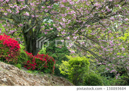 日林寺的杜鵑花盛開 日林寺的杜鵑花盛開 138893684