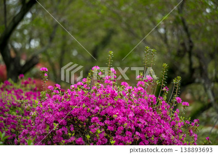 日林寺的杜鵑花盛開 日林寺的杜鵑花盛開 138893693