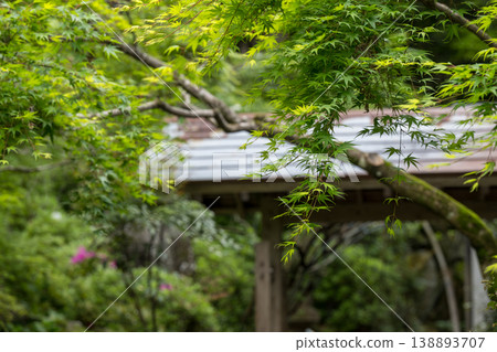日林寺的杜鵑花盛開 日林寺的杜鵑花盛開 138893707