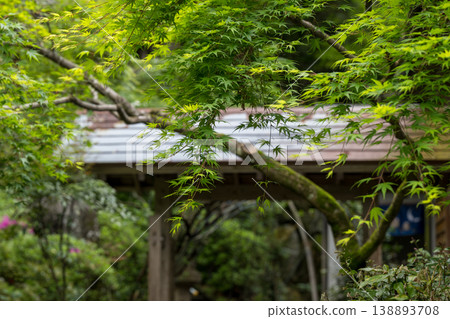 日林寺的杜鵑花盛開 日林寺的杜鵑花盛開 138893708