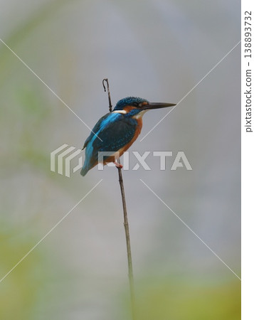 Kingfisher 138893732
