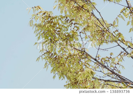 櫸樹花,2026年4月 櫸樹花,2026年4月 138893736