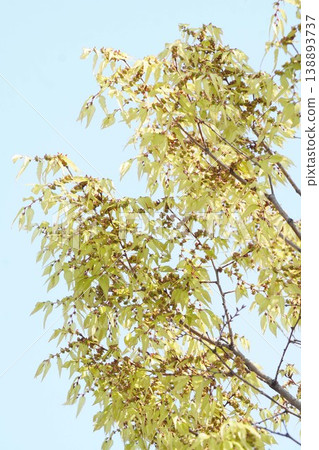 櫸樹花,2026年4月 櫸樹花,2026年4月 138893737