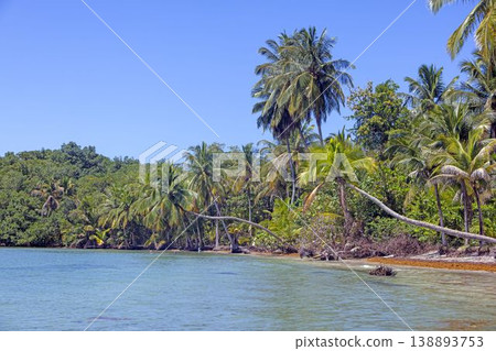 Tropical island with palm forest and clear water in Panama Tropical island with palm forest and clear water in Panama 138893753