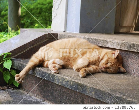 A tabby cat leisurely taking a nap | A relaxing moment on the stone steps. A tabby cat leisurely taking a nap | A relaxing moment on the stone steps. 138893763