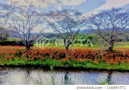 河畔盛開的蜘蛛百合與秋天美景 | 充滿自然氣息的鄉村季節性景觀 河畔盛開的蜘蛛百合與秋天美景 | 充滿自然氣息的鄉村季節性景觀 138893771
