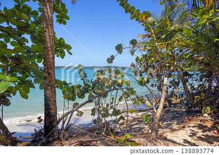 Tropical vegetation at sandy beach shoreline Panama Tropical vegetation at sandy beach shoreline Panama 138893774