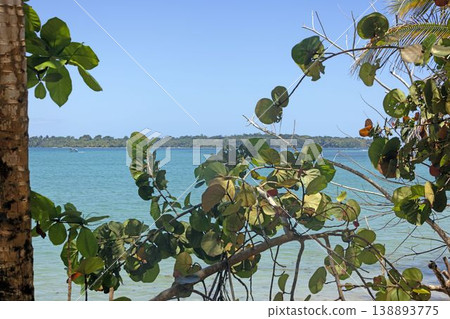Tropical shoreline with green leaves and clear sea Panama Tropical shoreline with green leaves and clear sea Panama 138893775